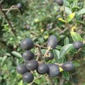 Ligustrum delavayanum fruit